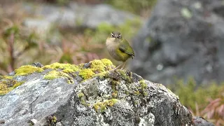 New Zealand Birding 2023   4K