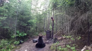 Bear Hunt 2017 "WARNING... Animals are shot in this video"