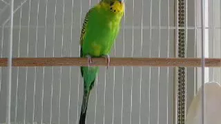 Banco the budgie calling, chirping, screaming,parrot singing voice