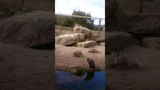 Pallas Cats at Port Lympne Reserve 💗