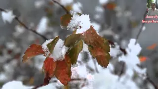 "Падает снег" Исполняют Ирен Мась и Сергей Иванов