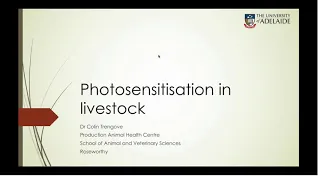 Photosensitisation in sheep