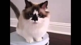 Cat Rides Robot Vacuum