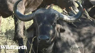 WildEarth - Sunrise Safari - 16 June 2023