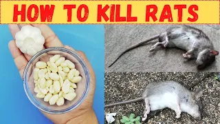 How to kill rats with garlic in 10 minutes home remedy