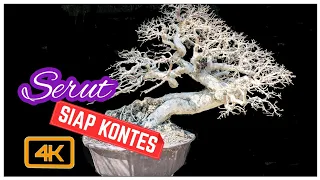 Persiapan pameran bonsai antar komunitas  Lokal(bahan bonsai serut).