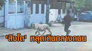 เจออีก! ผวา 'สิงโต' หลุดเดินกลางถนนชลบุรี พบเลขไมโครชิพไม่ตรง กรมอุทยานฯ เตรียมแจ้งข้อหา