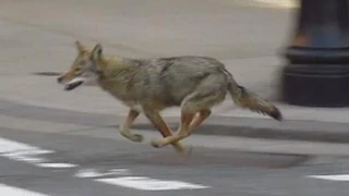 Coyotes Love New York City