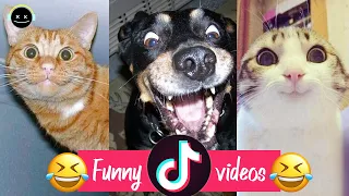 The Most Popular Videos Funny Tik Tok US UK MEMES COMPILATION