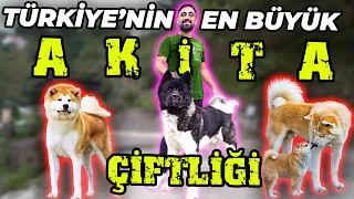 "Resmi Olarak Japon ve Amerikan Akita Üretimi Yapılan Tek Yer!" - AKİTA PARADİSE DOG CLUB