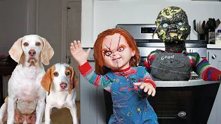 Dogs Melt Chucky in Oven: Cute Puppy Indie & Funny Dogs Maymo & Potpie vs Chucky Prank!