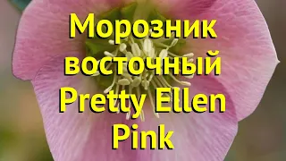 Морозник восточный Претти Элен пинк. Краткий обзор, описание helleborus orientalis Pretty Ellen Pink