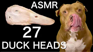 Dog MUKBANG Pitbull Eating 27 DUCK HEADS ASMR