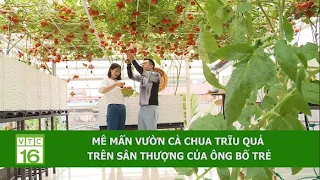 Mê mẩn vườn cà chua trĩu quả trên sân thượng của ông bố trẻ | VTC16