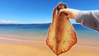 This Beach Has MEGA Squid Close To Shore?!