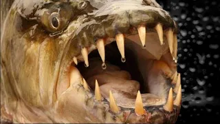 Giant Goliath tigerfish, mbenga, Large African Predatory Freshwater Fish @yoshi_kid_aqua | Falcon