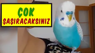 ÇOK ŞAŞIRACAKSINIZ! İNSAN GİBİ KONUŞAN MUHABBET KUŞU | 1 SAAT DİNLET KONUŞSUN