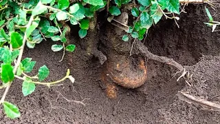 hunting bonsai serut cebol atau batang pendek yang istimewa