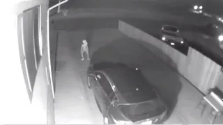 Security Camera Catches video of unusual creature in driveway!