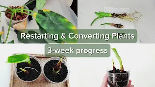 Restarting and Converting a Plant | LECA to Fluval Stratum | 3-week progress  | DIY Humidity Bag