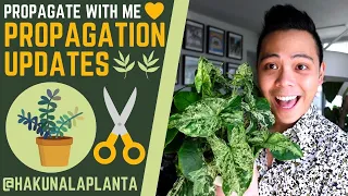 Propagation Updates - Philodendrons, Syngoniums, Anthuriums & Hoyas | LECA & PON (Propagate With Me)