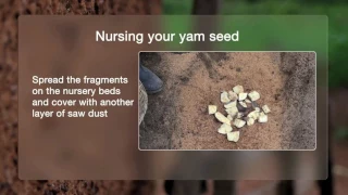 KUAPA EP3 NURSING YAM SEED