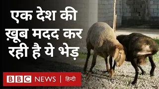 Sheep : भेड़ की एक नस्ल, जो एक देश के लिए काफ़ी फ़ायदेमंद साबित हो रही है (BBC Hindi)