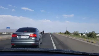 Полицейские в США гоняются за страусом на шоссе