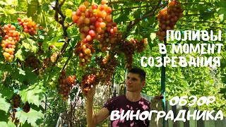 Начало созревания винограда ,сколько поливать?  НОВЕЙШИЕ Г.Ф. И ПРОВЕРЕННЫЕ СОРТА ! Краткий обзор