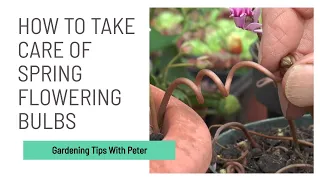 How to Take Care of Spring Flowering Bulbs | Garden Ideas | Peter Seabrook