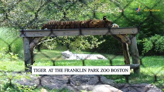 Tiger at the Franklin Park Zoo Boston