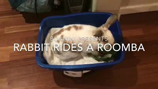 Rabbit Rides a Roomba