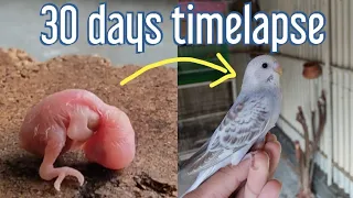 Budgie Growth Stages | Baby Budgie Hatching And Growing