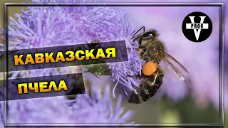 КАВКАЗСКАЯ ПЧЕЛА. Все о грузинской пчеле или кавказянка !