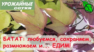 ТРОЙНАЯ выгода: и красивый, и вкусный, и полезный БАТАТ!