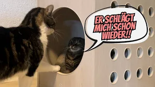 Katzen haben dieses Jahr schwer zu kämpfen mit den zecken und weibliches Kätzchen wird angegriffen