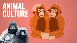 🎓 Robert Sapolsky on Culture in Primates 🙉