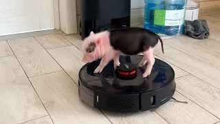 MINI-PIGS LEARNED TO TURN ON THE ROBOT VACUUM CLEANER AND RIDE IT /Sand cat Glasha hunts for a ball