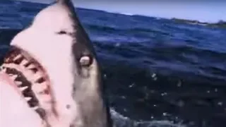 Great White Shark ATTACK | Predators | BBC Earth