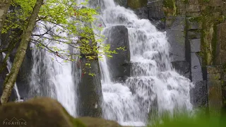 Śpiew ptaków i kojące dźwięki wodospadu [4K Ultra HD]