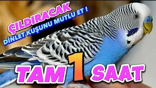 Muhabbet Kuşu Sesi, Kuş Sesleri, TAM 1 SAAT! - Bird Sounds!