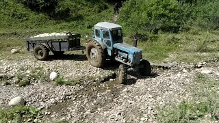 Трактор Т-40 застрял в болоте. В поле Капуста