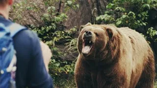 Животный страх: Медведи (Документальные фильмы National Geographic)