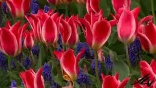 Skagit Valley Tulip Festival 2014 -  Check it Out -  YouTube