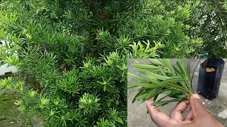 How To Propagate Podocarpus Macrophyllus (Yew/Buddhist Pine) Using Softwood Stem Cutting