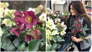 Planting Hellebores // Garden Answer