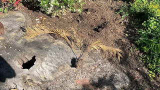 Resurrecting a Sago Palm