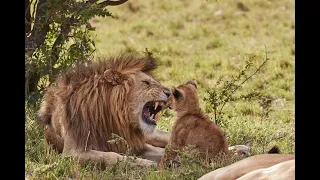 Lion Cubs