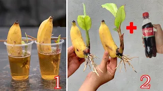 Video Summary of 3 extremely simple and super effective methods of propagating banana plants at home