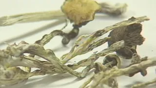 San Francisco supervisors vote to decriminalize shrooms